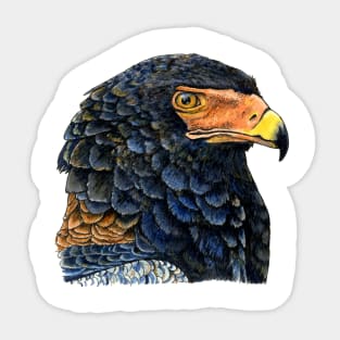 BATELEUR EAGLE Sticker